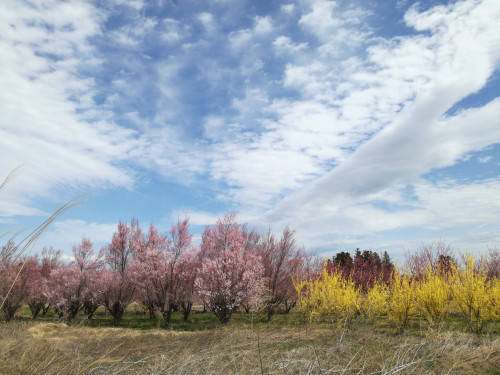 お店の前の畑の桜がまもなく満開です。