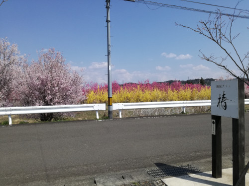 お店の前の畑の桜が満開です。 本日は営業しております。 コロナの影響でお客様も少なめです。 残念ですが仕方ないですね。