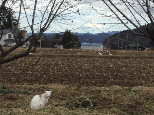 10数年ぶりの白鳥到来です