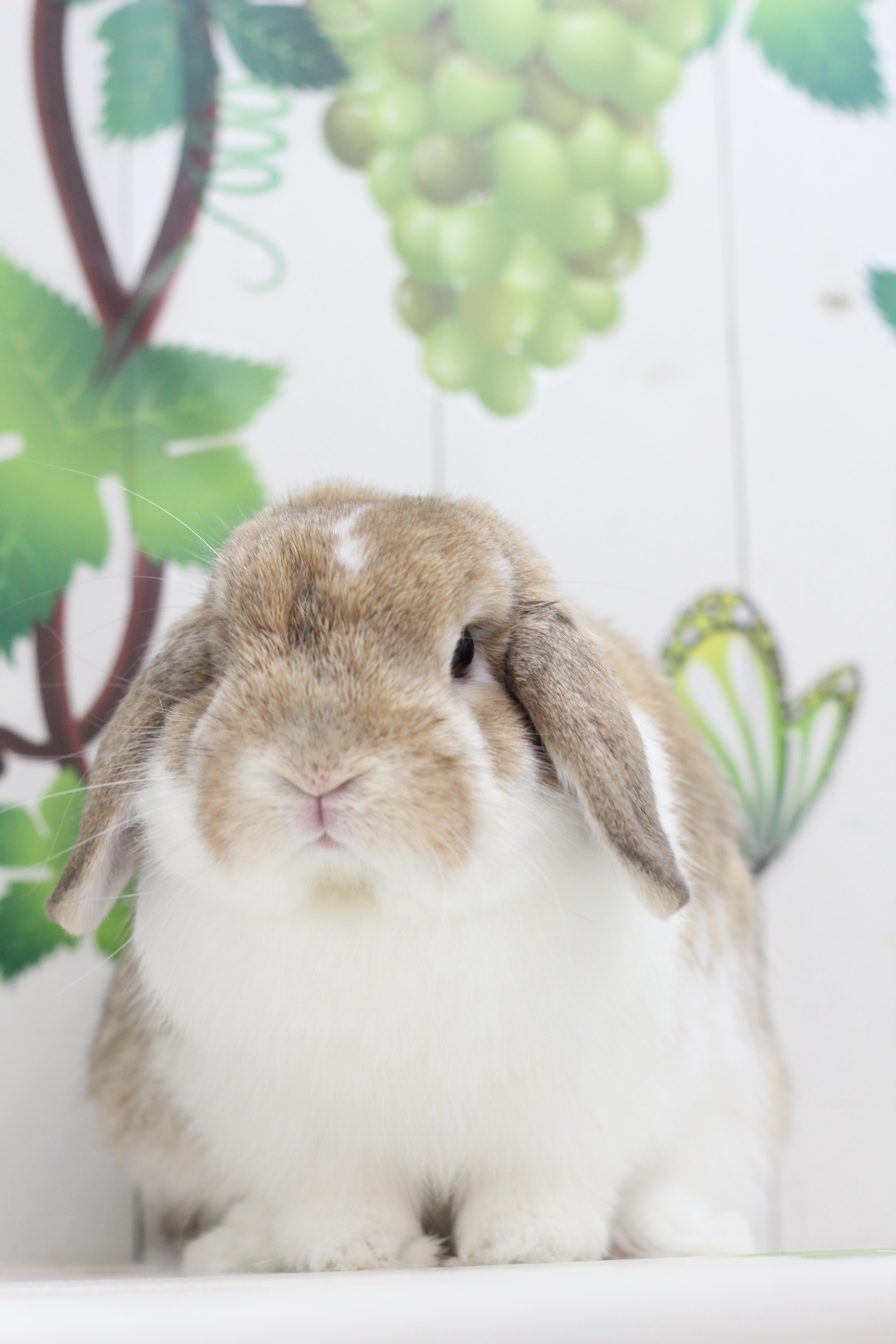 あんこ3.jpg
