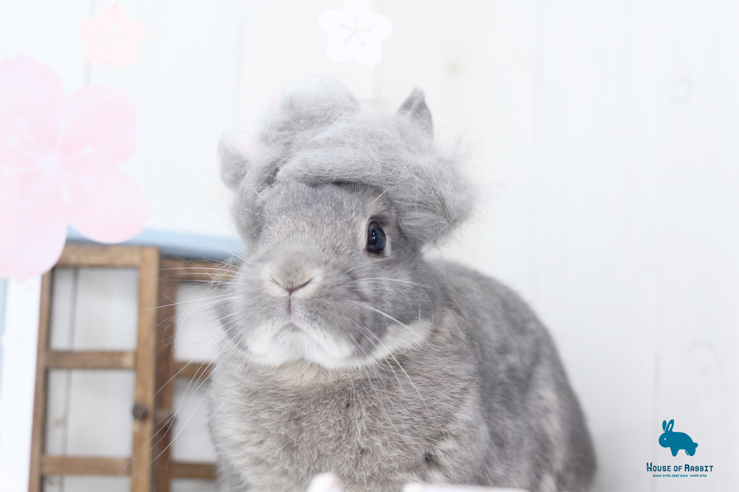 やわたん4.jpg