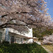 桜6.JPG