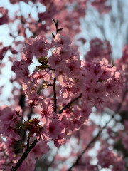 新学期は4月7日スタートです