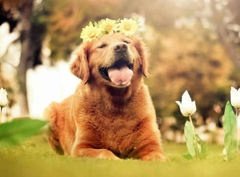 dog328.jpg