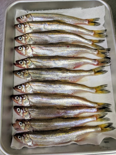 北海道産ししゃも入荷しました(今期初)