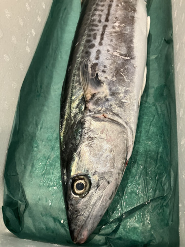 鰆とラディッキオ