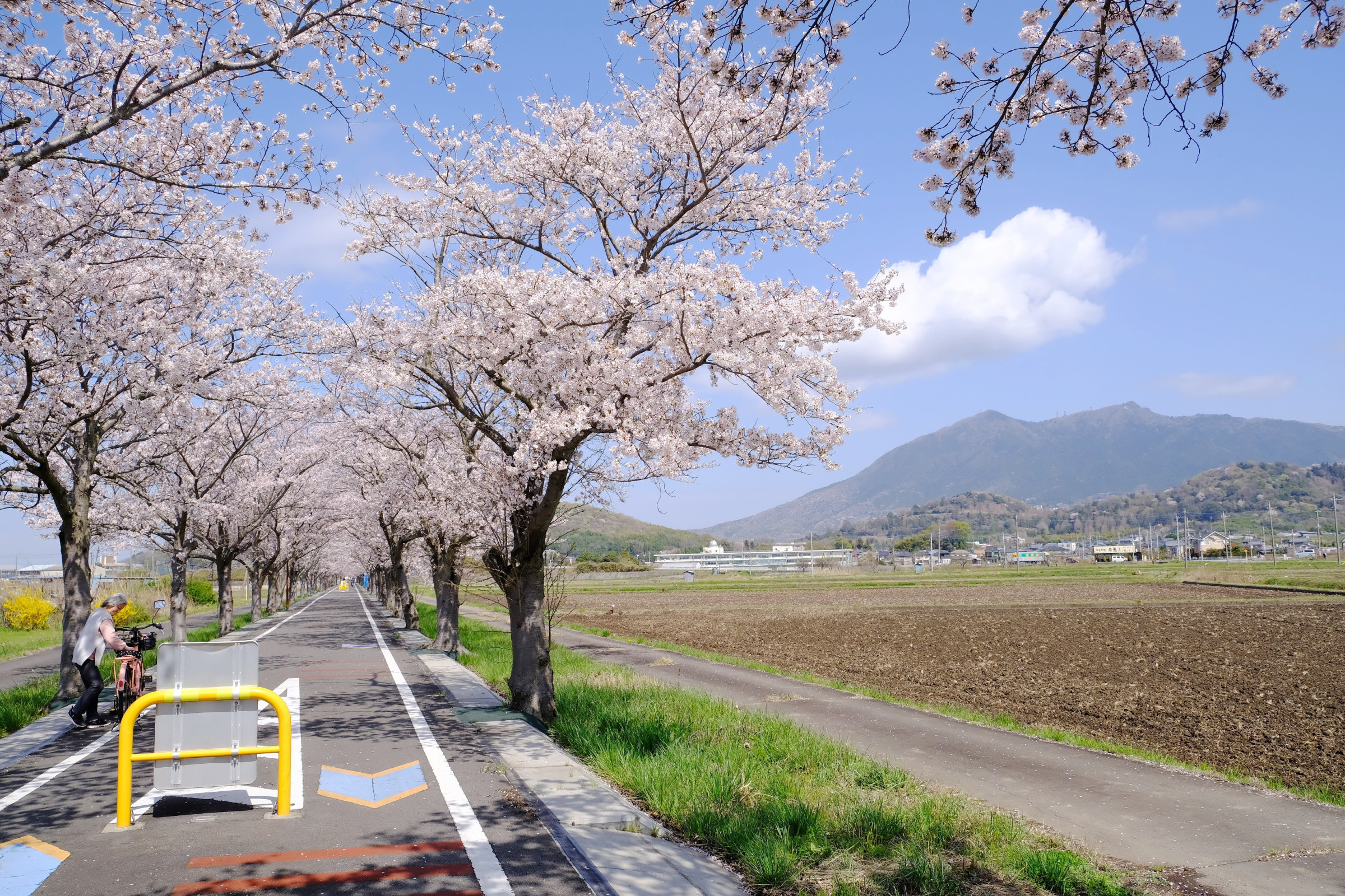 つくば霞ケ浦りんりんロードの桜（R5.3.29 撮影）つくば市北条付近から
