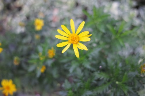 SDIM0136.JPG