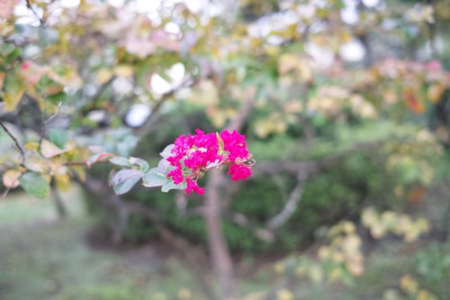 SDIM0122.JPG