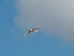 RSCN6136.JPG