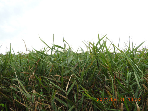 DSCN9878.JPG