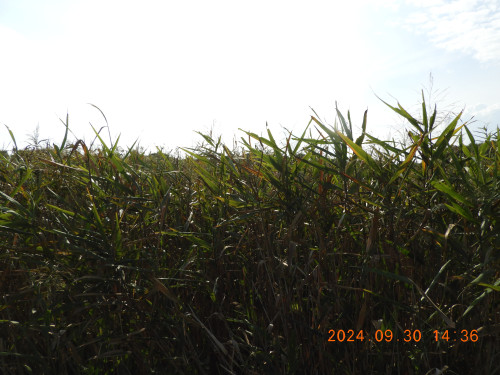 DSCN9905.JPG