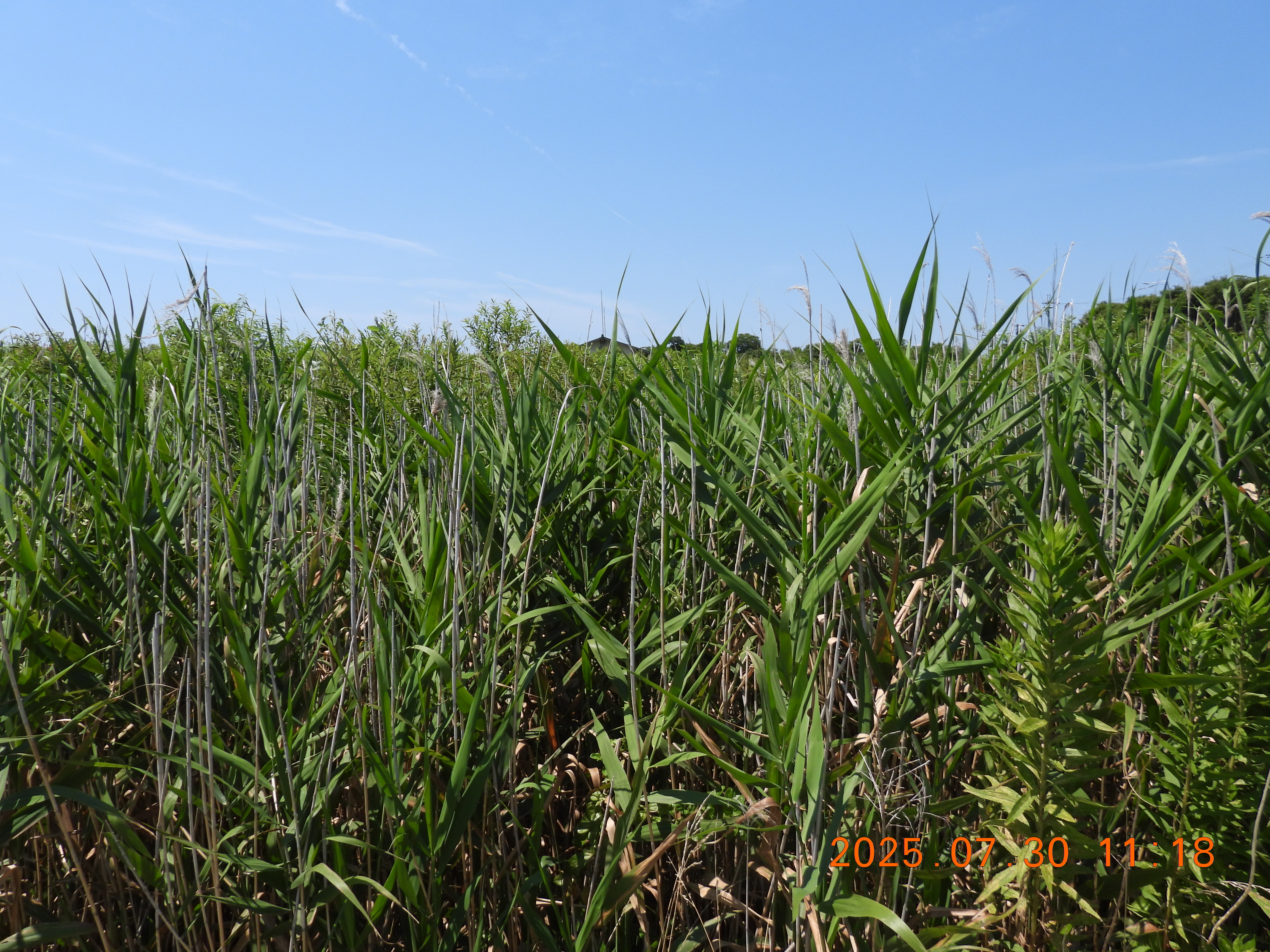 DSCN0710.JPG