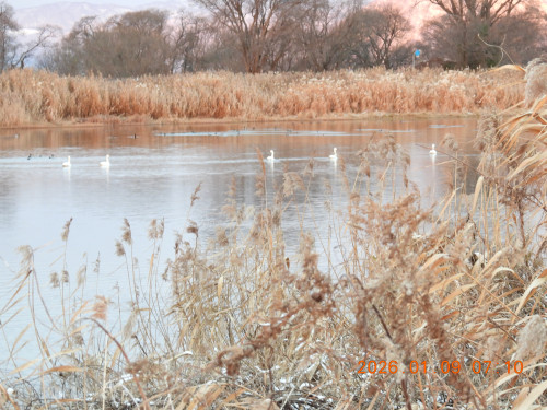 2026/1/9（金）曇り　撮影　今日のビオトープ