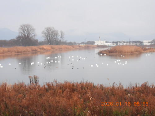 2026/1/16（金）晴れ　撮影　今日のビオトープ