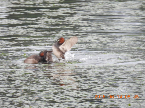 DSCN4262.JPG