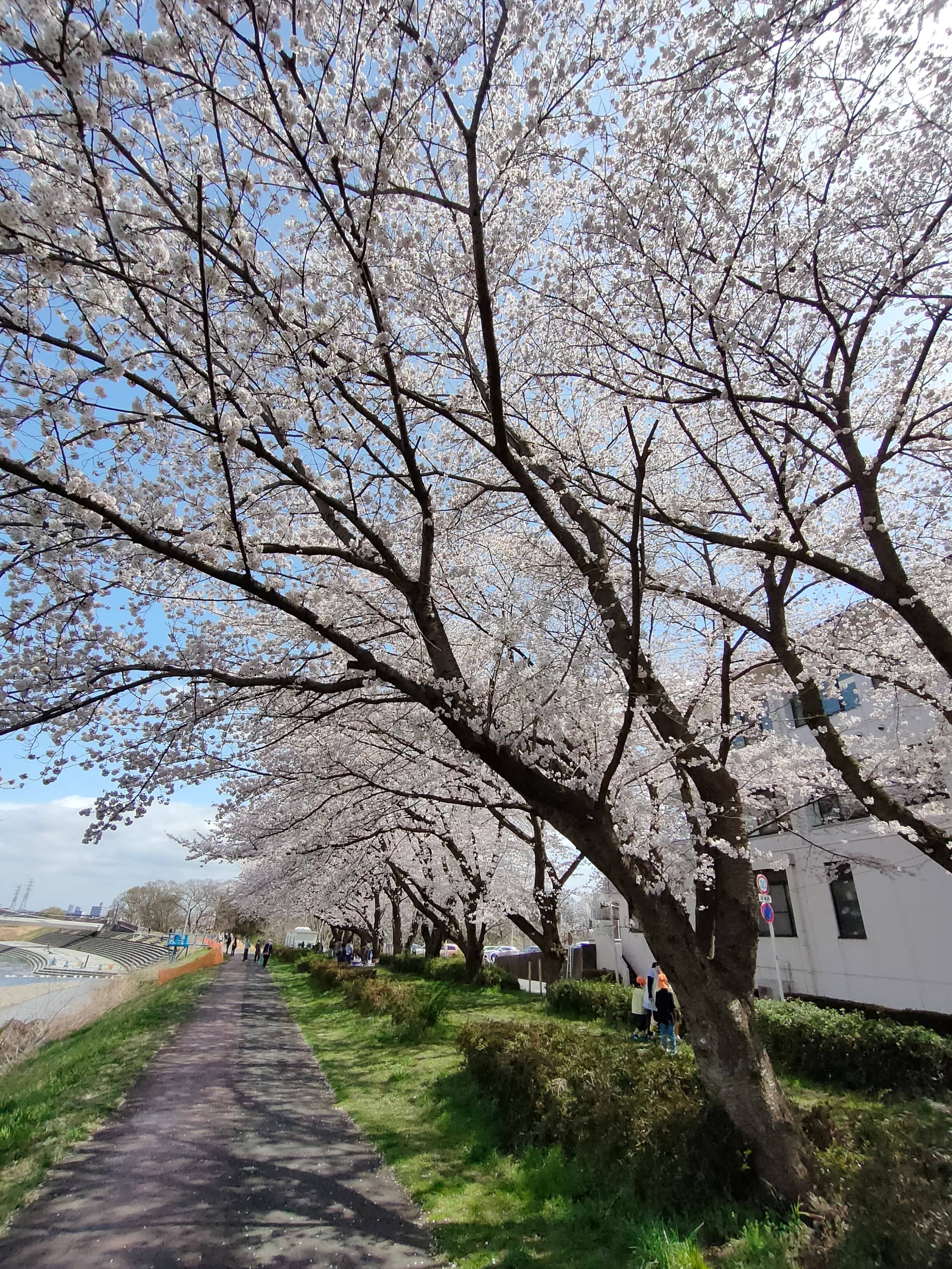 桜の季節を楽しんでいますか？