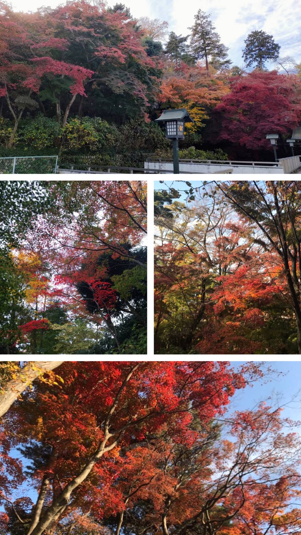 今年の紅葉～ The autumn leaves