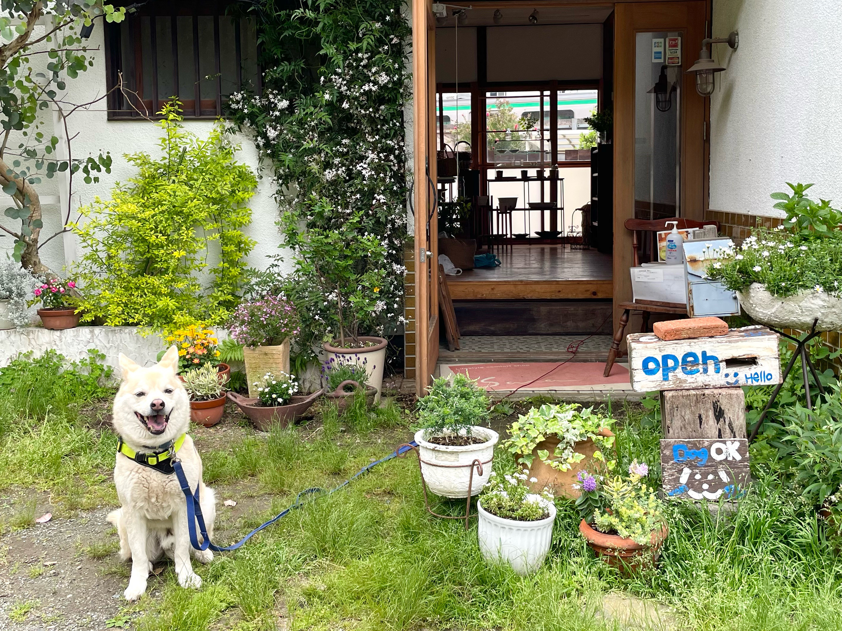 【大磯オープンGarden】スタートです! Saraも日曜日まで営業します。