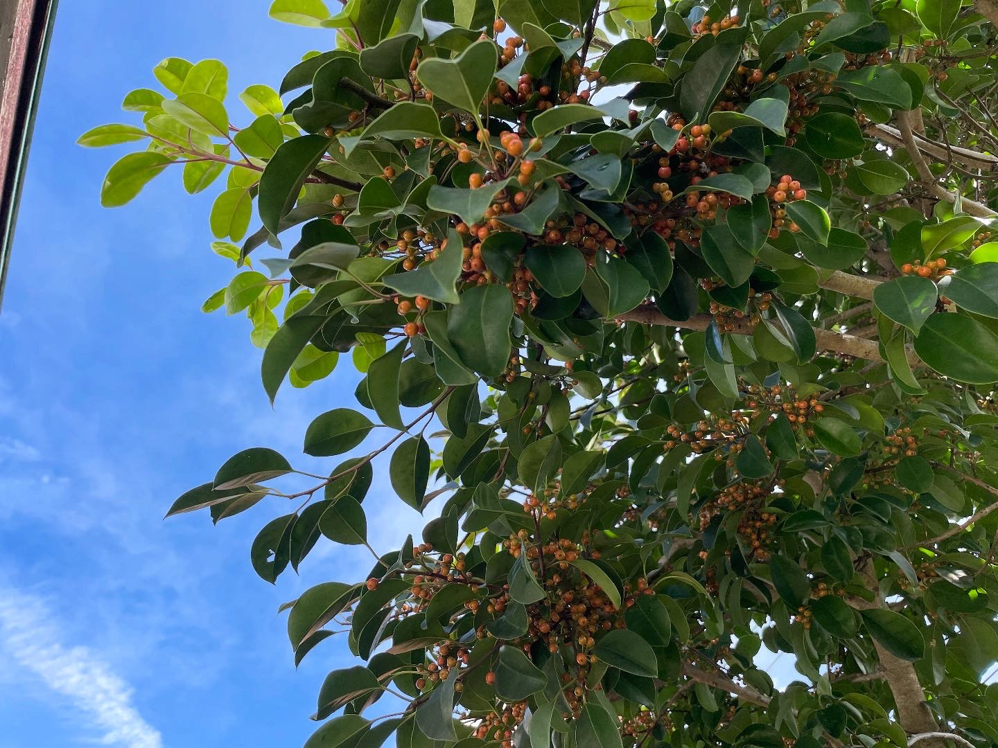 クロガネモチの木に…
