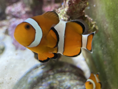 レッスン空き状況♪2026年〜