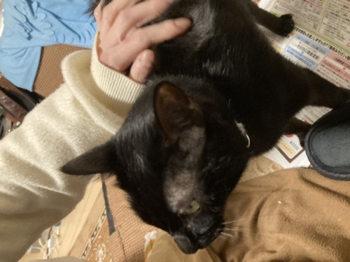 かわいい猫、道路