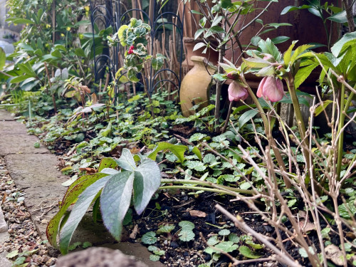 2026年3月 ❃ OPEN GARDEN