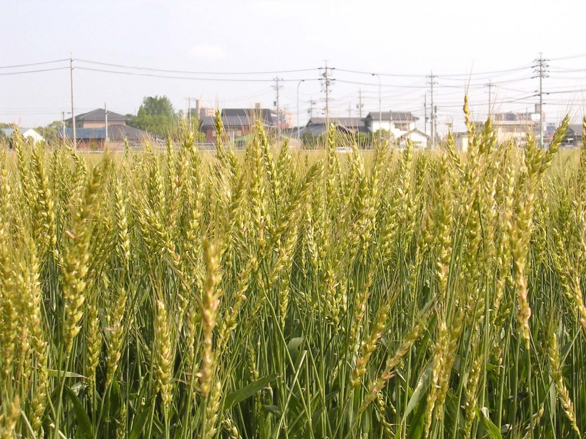 愛知県産小麦きぬあかり使用