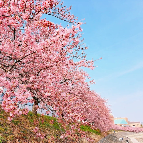 当店近くの葵桜が見頃を迎えています🌸