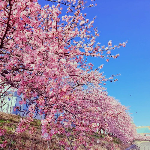 当店近くの葵桜が見頃を迎えています🌸
