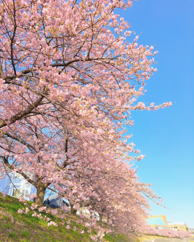 近所の葵桜がキレイに咲いています🌸