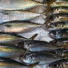 aji11saba6.jpg