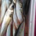 aji54.jpg