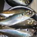 aji29.jpg