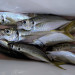 aji11.jpg