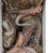 9tako.png