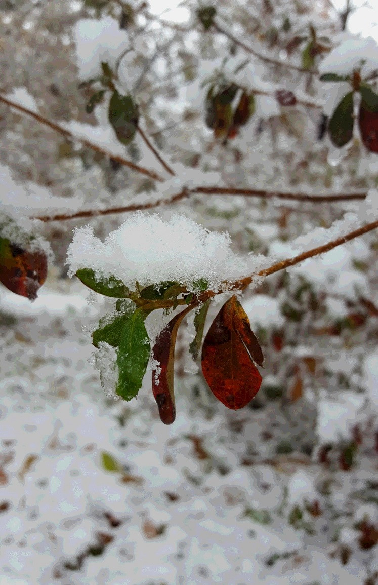 紅葉と雪.jpg