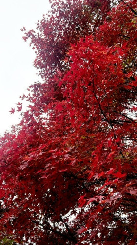 明日明後日お休み