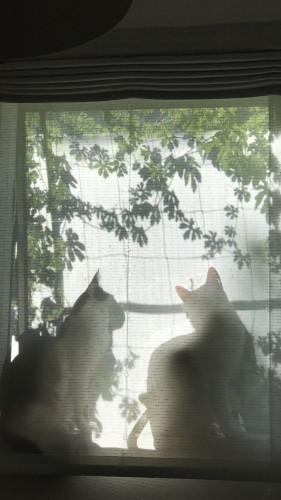 A748054A-9F91-4856-B652-259B735D3546.png