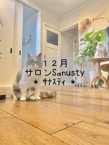 12月のご予約空き状況カレンダー更新しました🎄*⋆