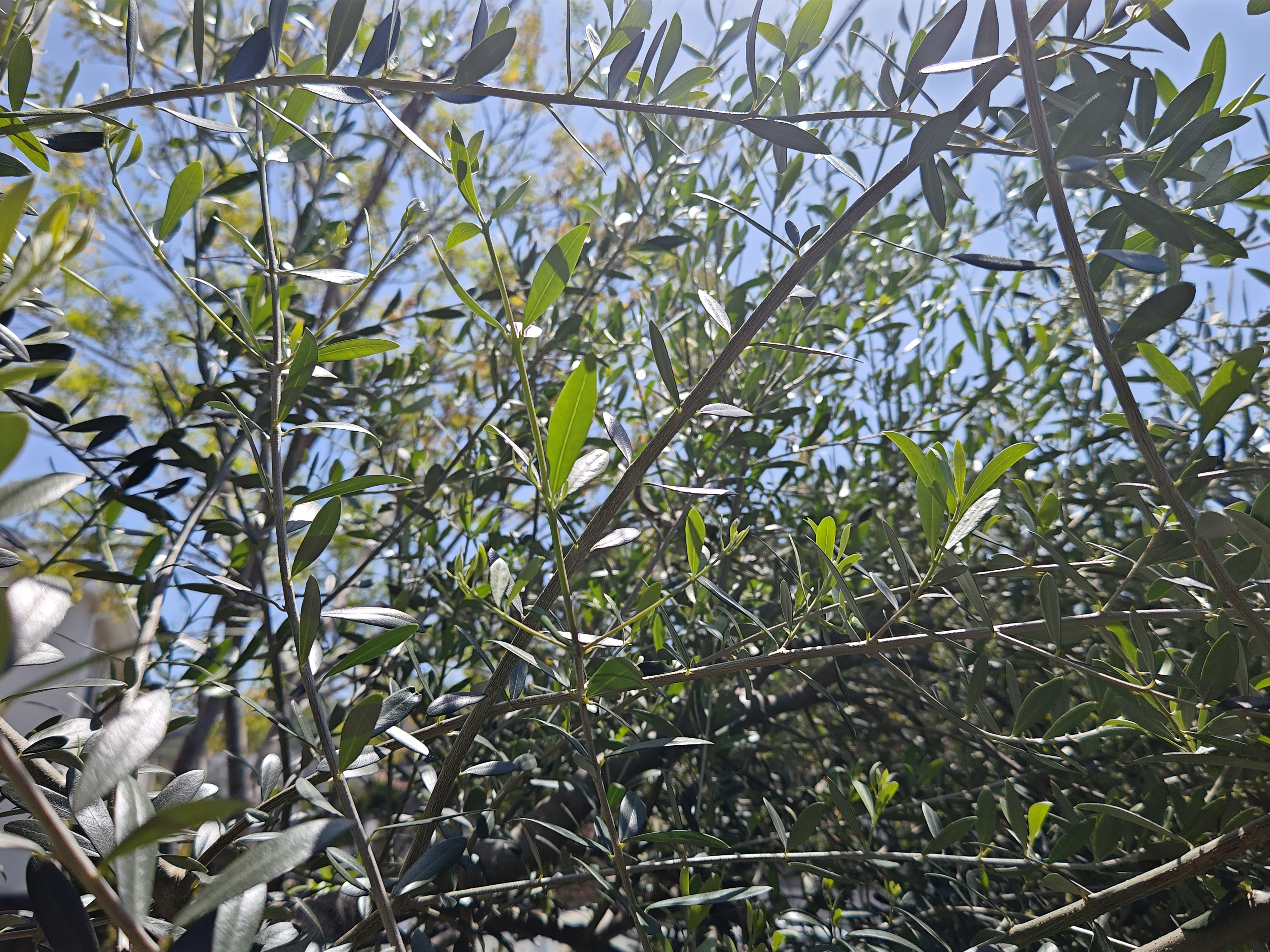 初夏向けて