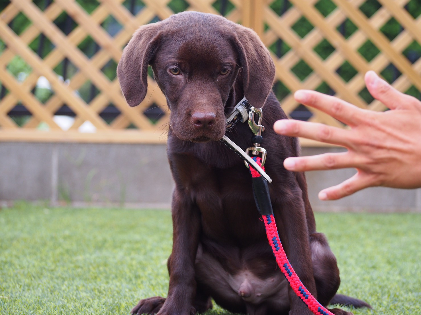 新メニュー誕生!!ランランデーplus+～ﾄﾞｯｸﾞﾗｰﾆﾝｸﾞ～  2月のランランデー&ランランデーplus+詳細決定!!