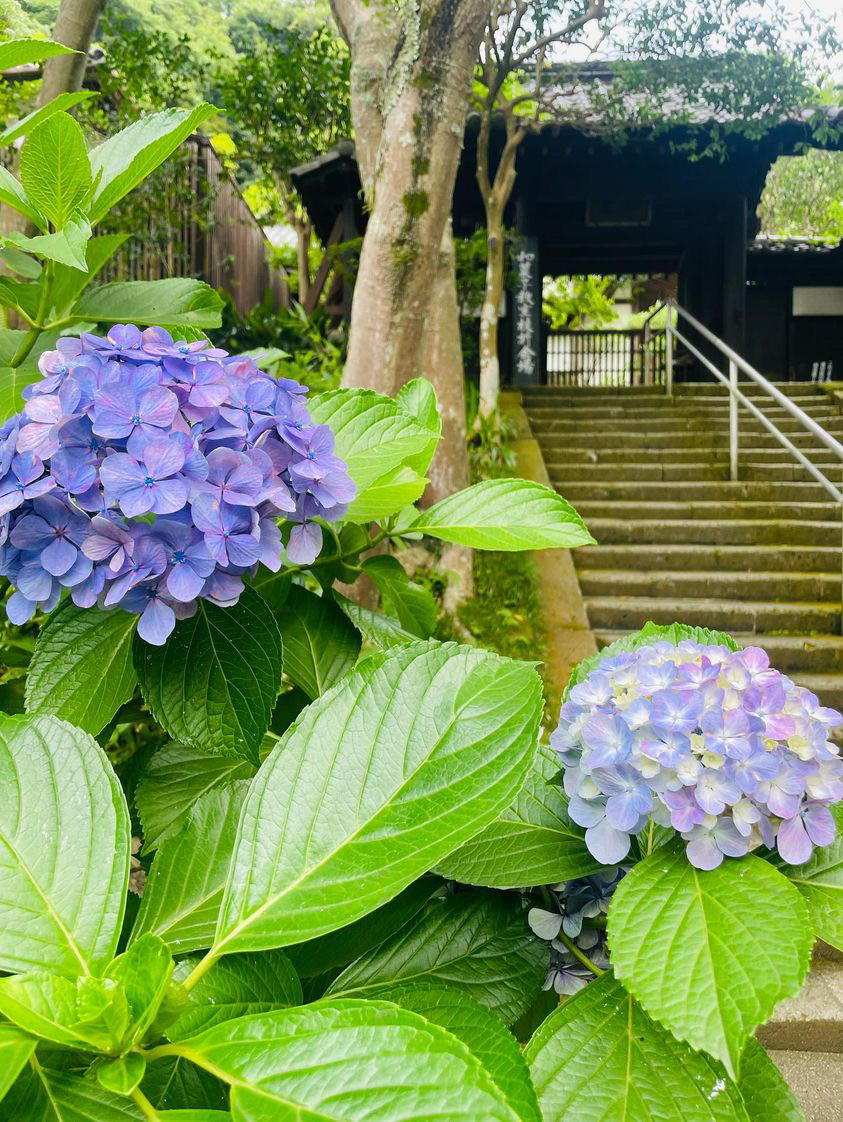北鎌倉 円覚寺 如意庵で「和菓子教室」を開催します。(練切手形菓子をレッスンします)