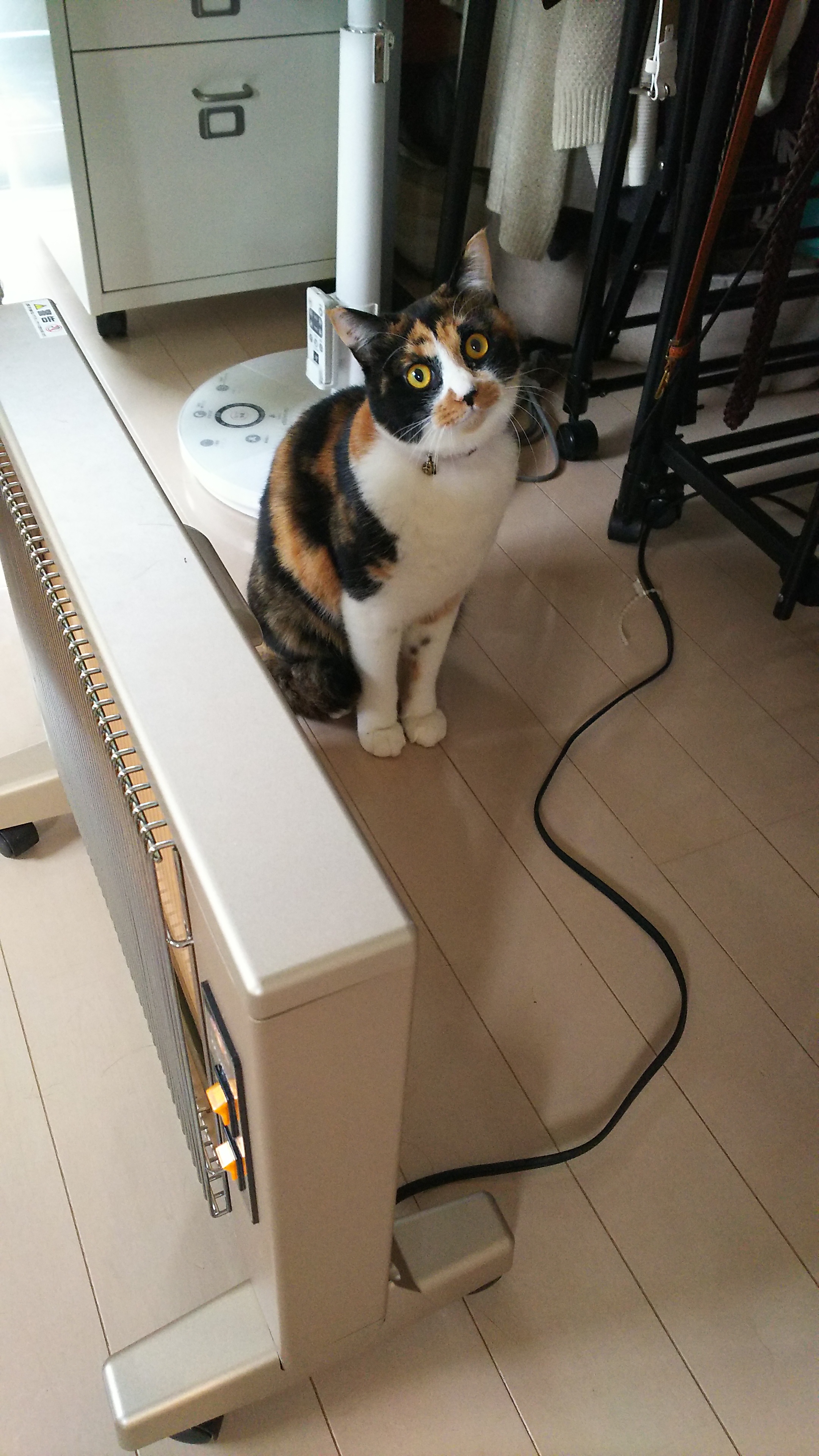 行っちゃうの?.jpg