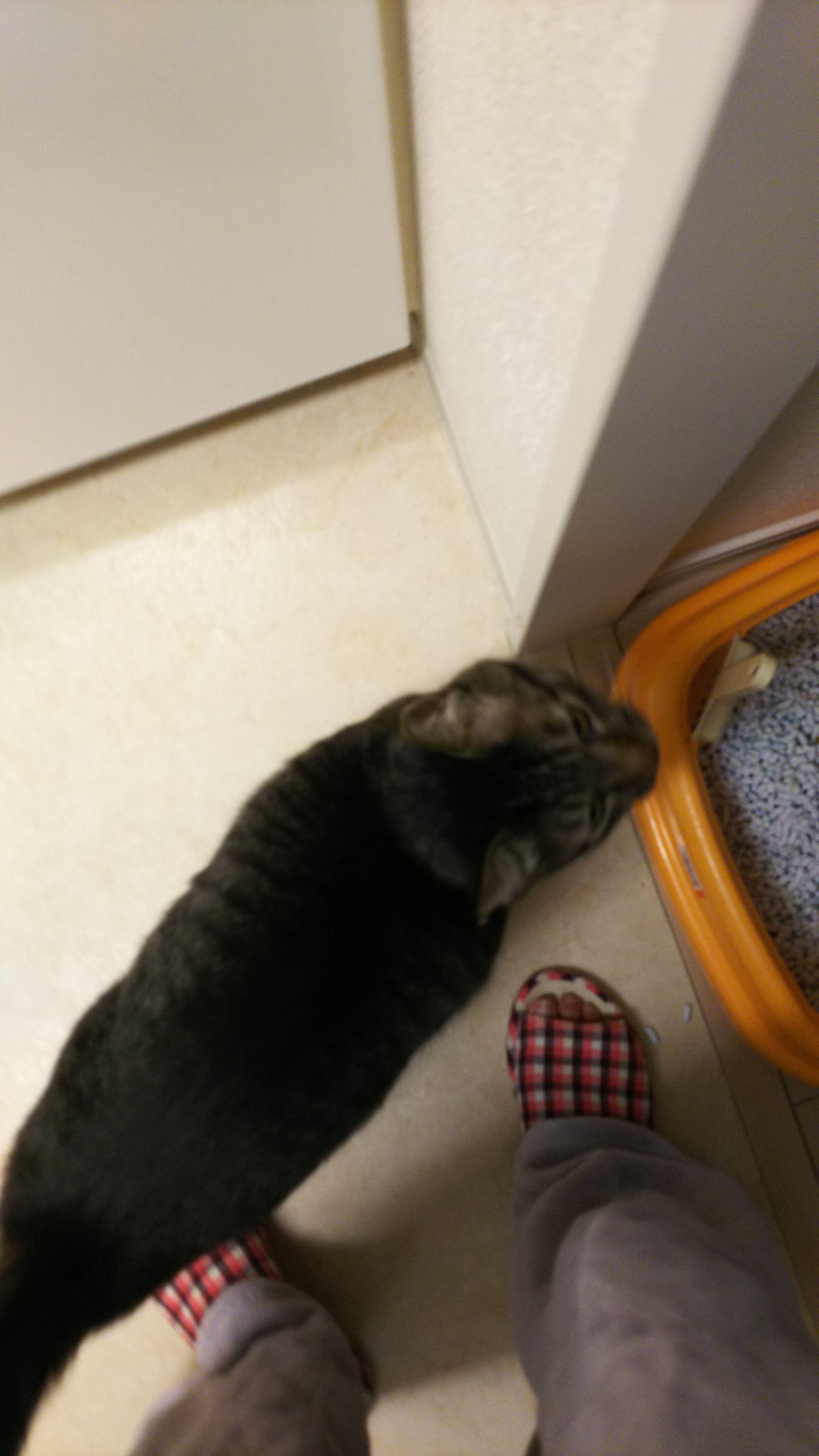 ご飯ほしいけどカメラは嫌だし.jpg