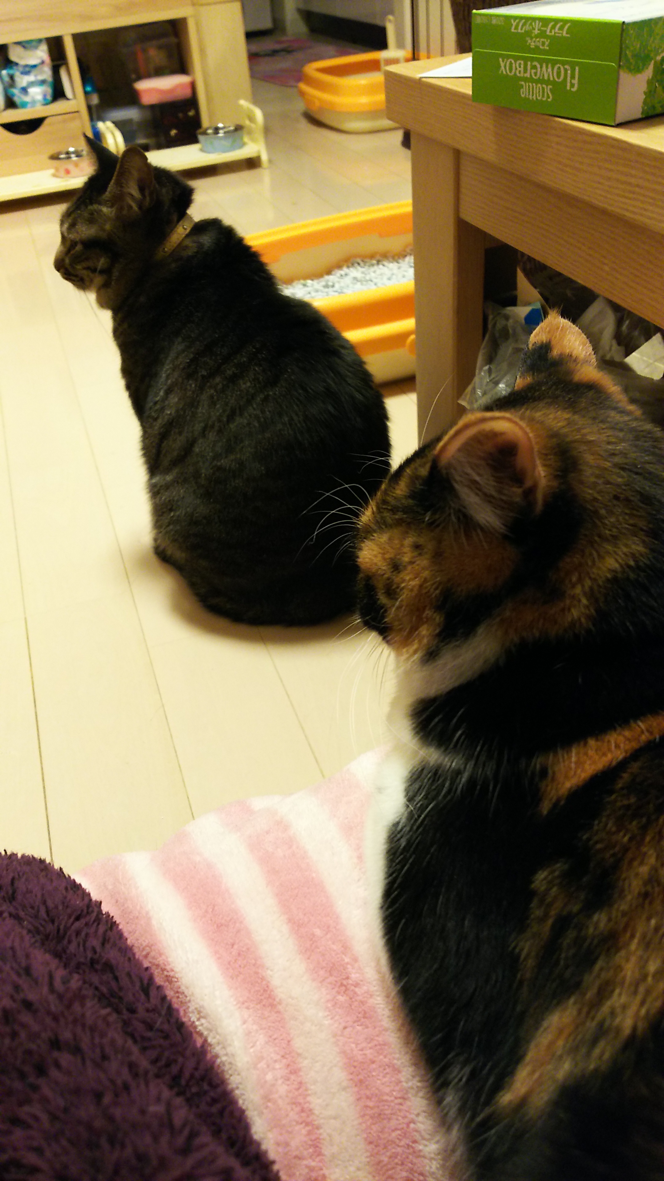 ご飯待ち.jpg