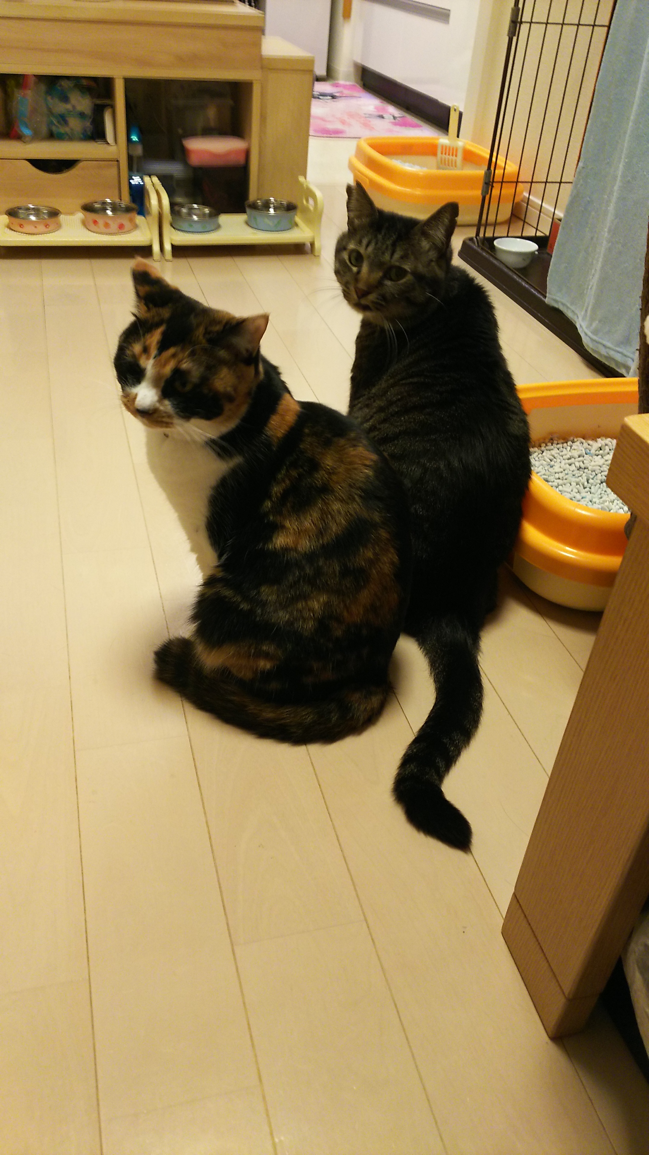 おかわり.jpg