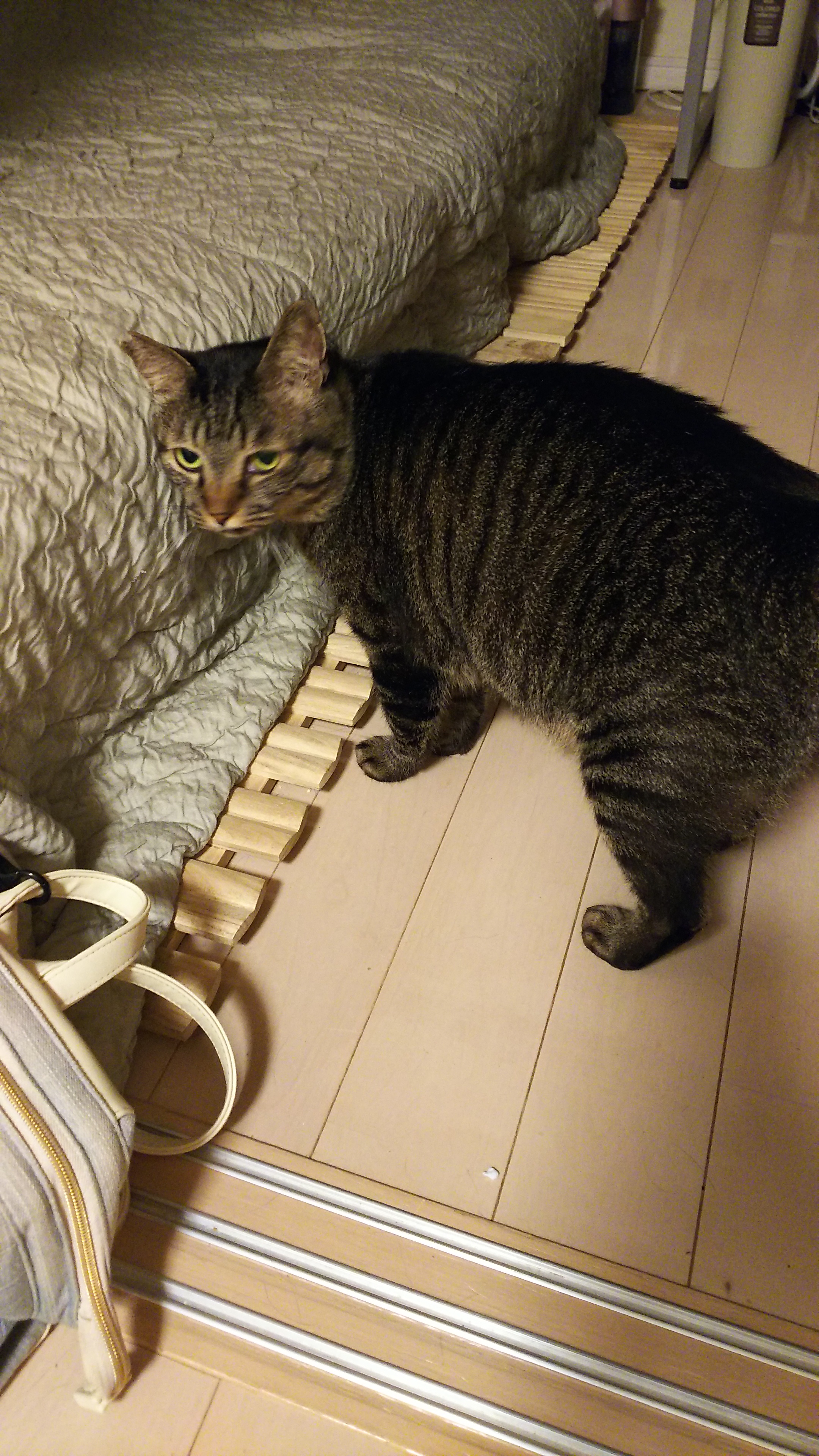 ポテト起きてる.jpg