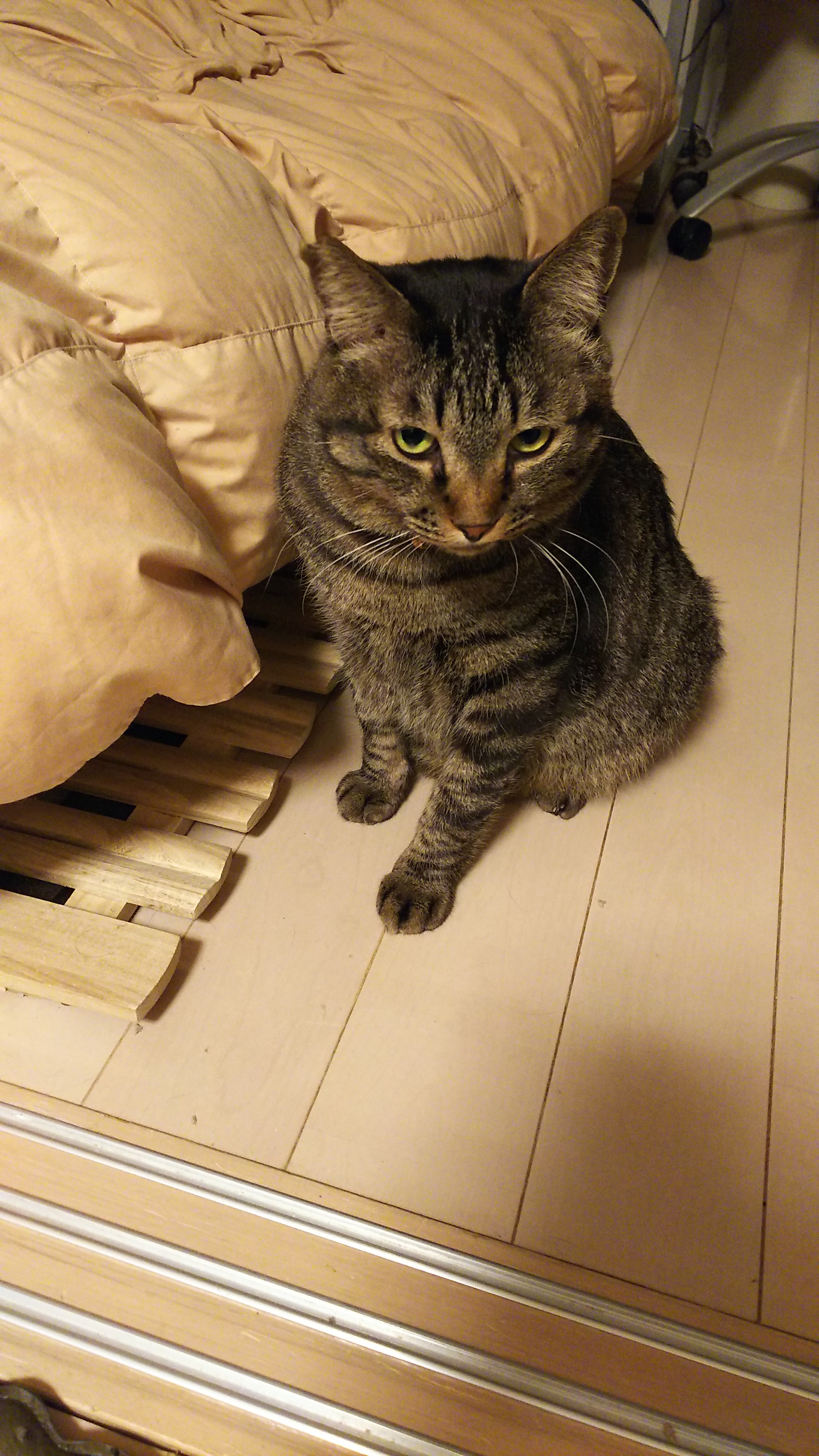かわいいポテト.jpg