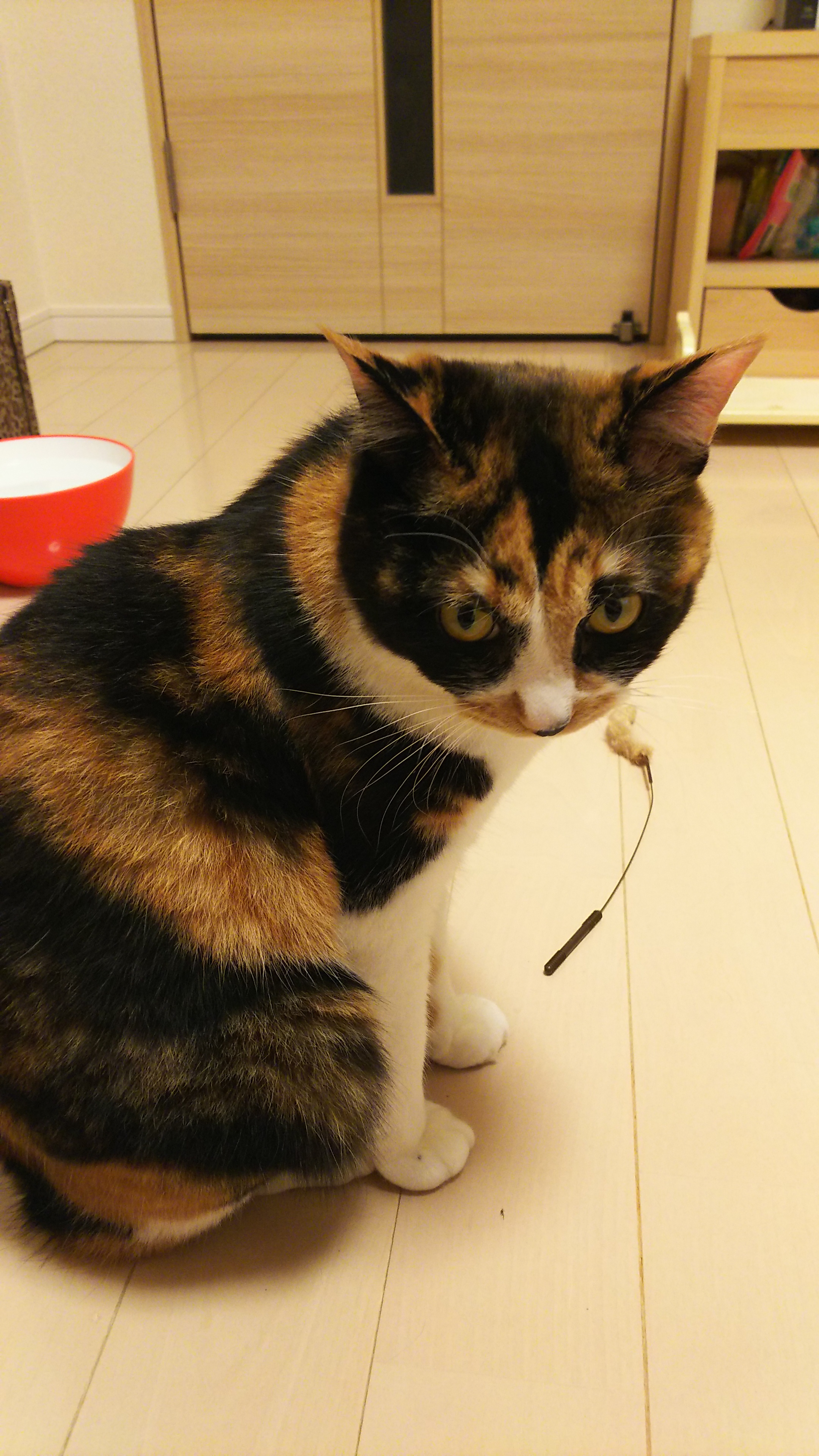 20180426ななちゃん.jpg